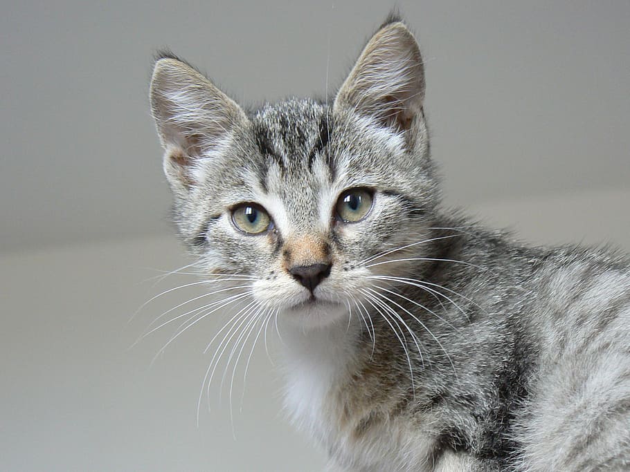 gray and black tabby kitten in macro lens photography, animals HD wallpaper