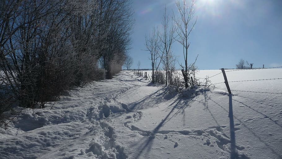 snow, winter, nature, cold temperature, tree, plant, sky, sunlight HD wallpaper