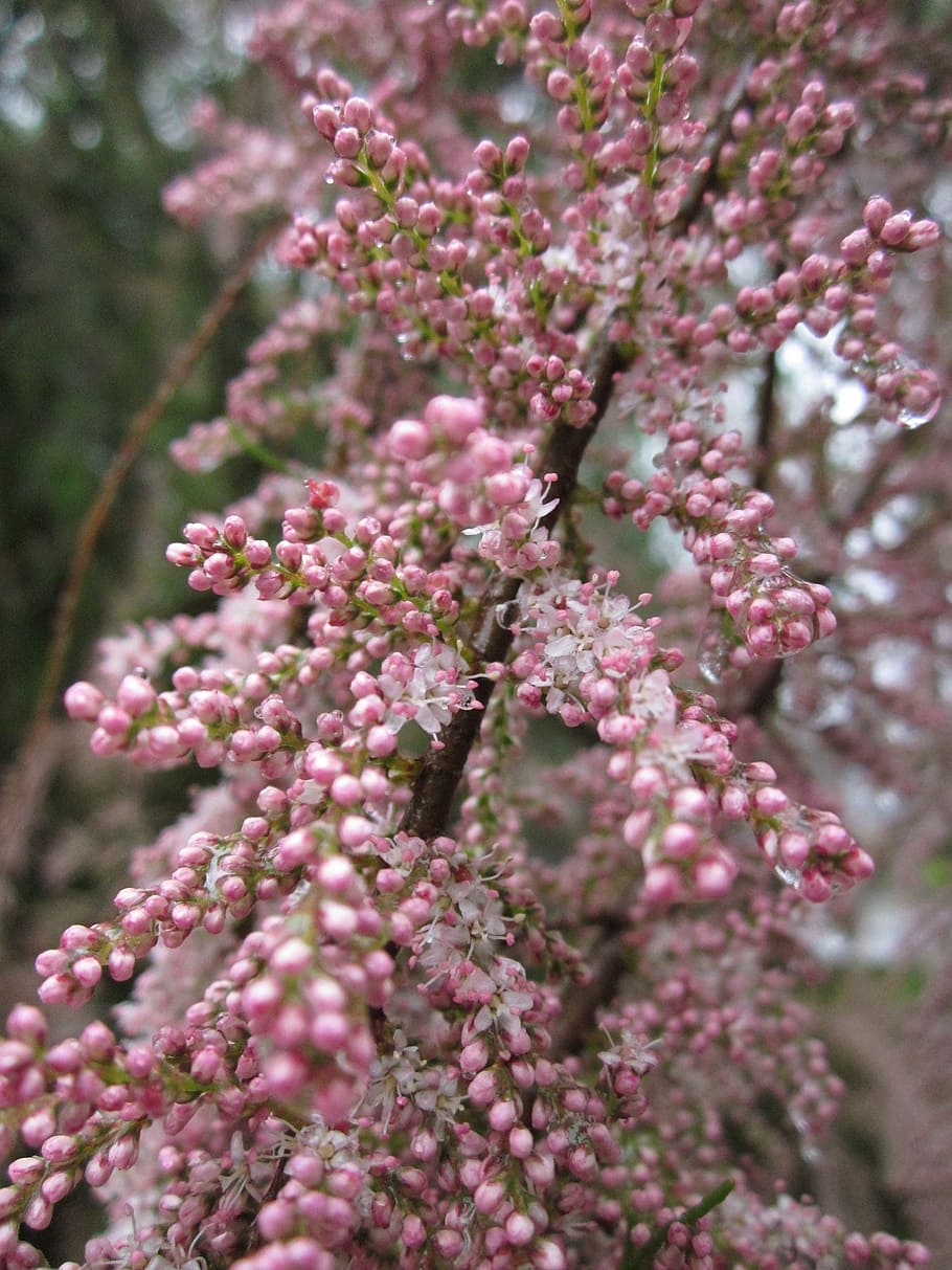 tamrix, tamarisk, salt ceddar, tree, shrub, flora, inflorescence HD wallpaper