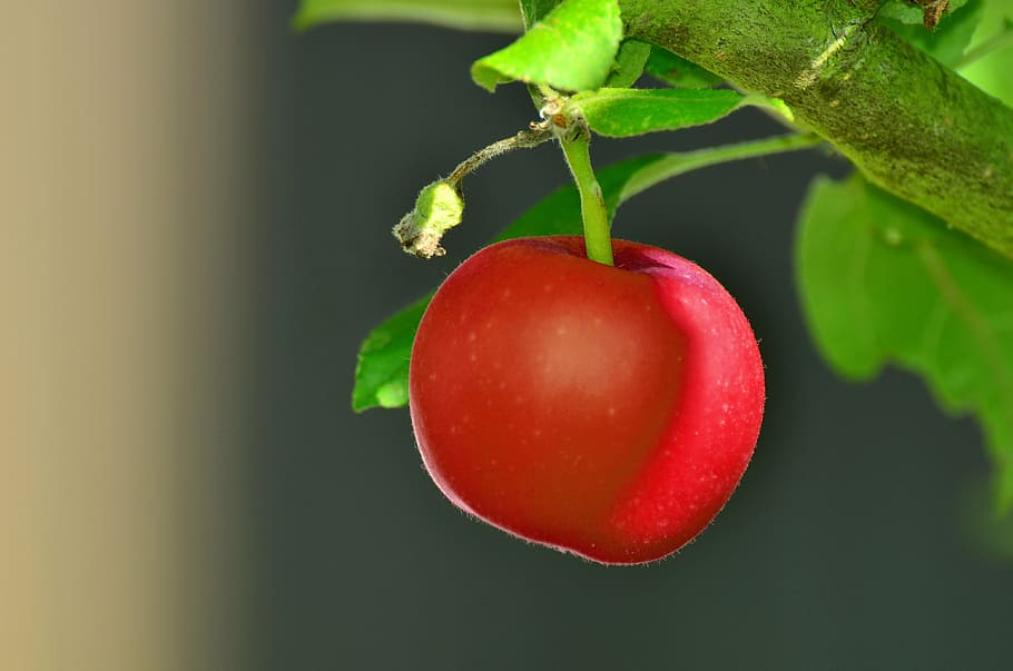 shallow focus photography of red apple, tree, apple tree, garden