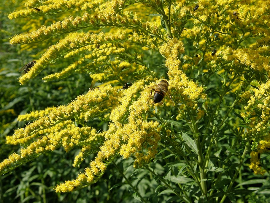 solidago, goldenrod, bug, yellow, plant, growth, green color HD wallpaper