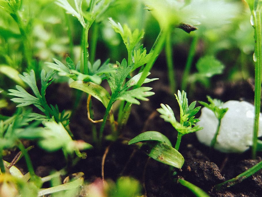 land, sprouts, background, grass, greens, vegetable garden HD wallpaper
