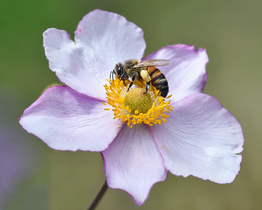 bee, flower, forage, macro, flowering plant, petal, fragility HD wallpaper