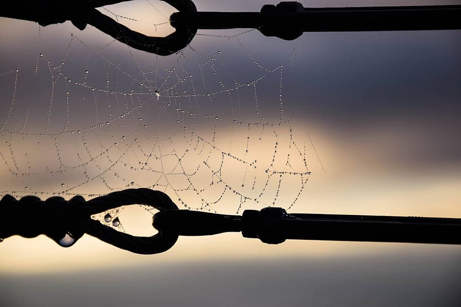 silhouette, spiderweb, dew, water, black, drop, close-up, nature HD wallpaper