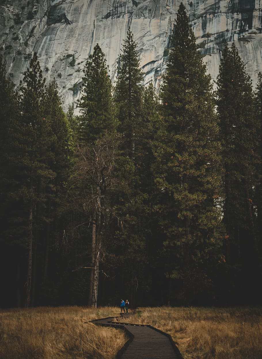 people walking at the road, two person walking on pathway with green trees as background HD wallpaper