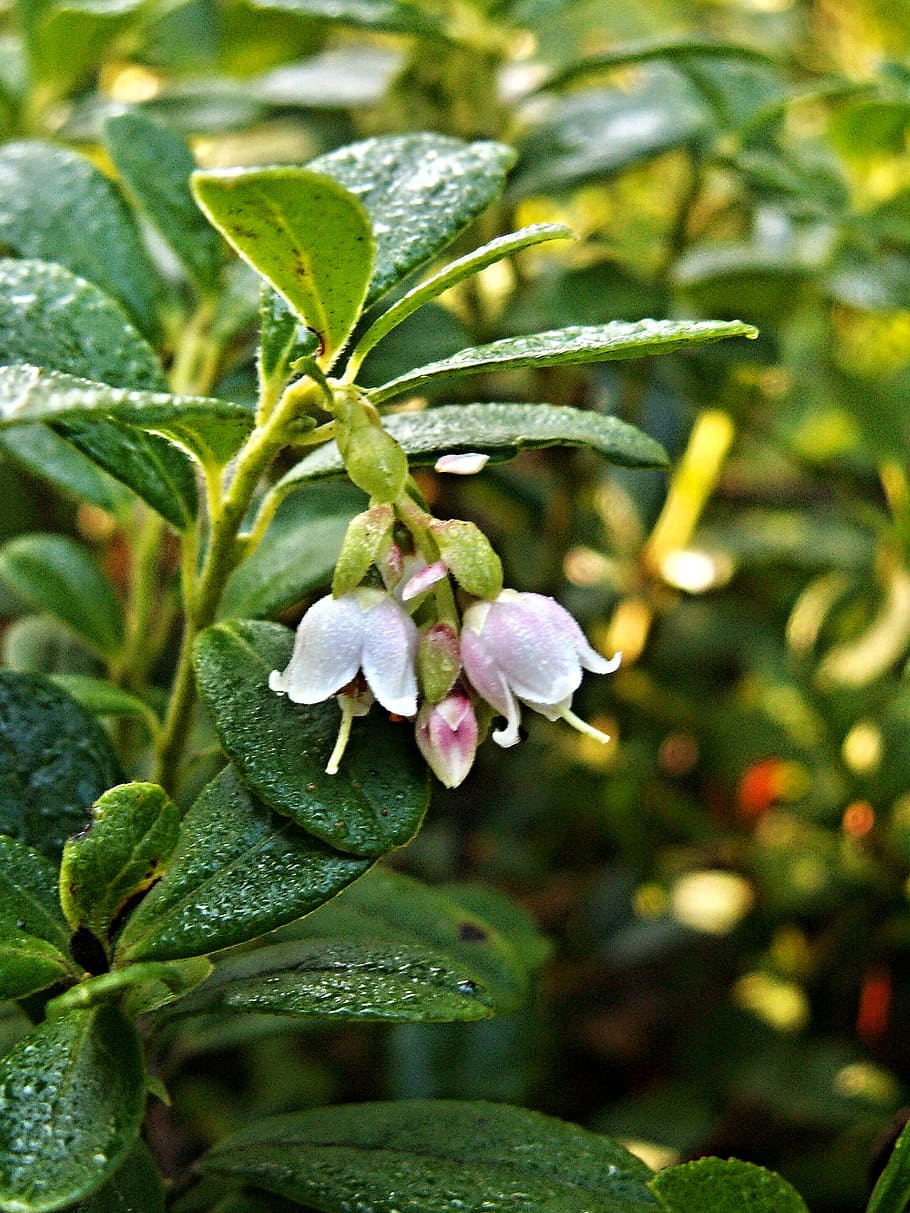 cranberry, cranberries, flower, macro, plant, growth, beauty in nature HD wallpaper