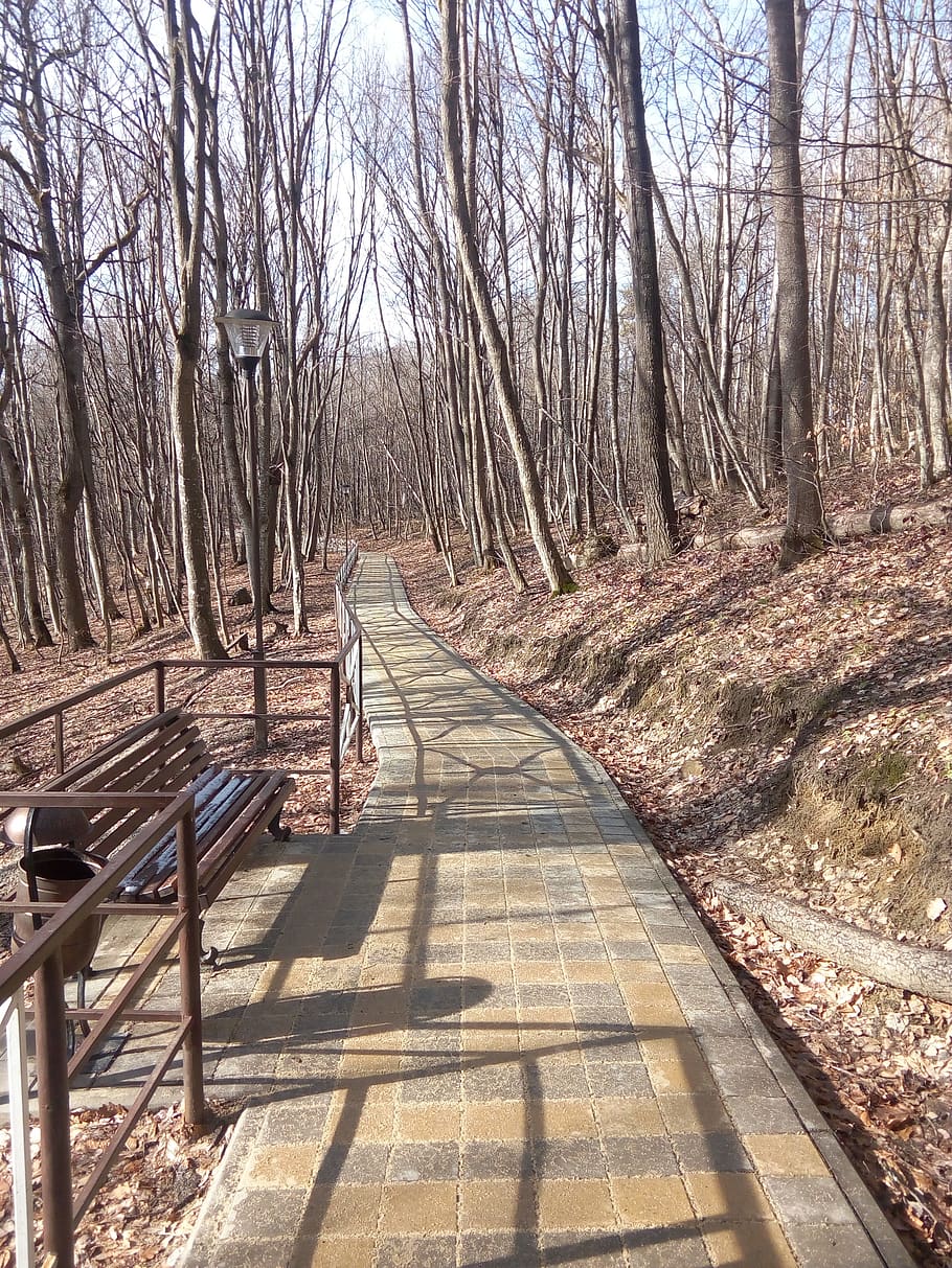 spring, trail, maykop, creek, the way forward, direction, tree HD wallpaper