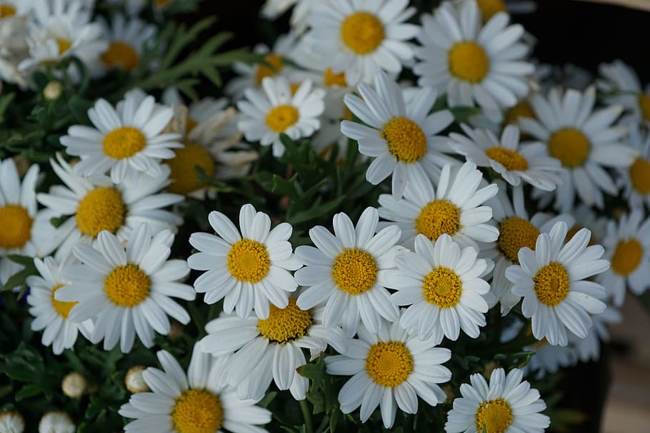 daisies, flowers, white, summer, bloom, plant, spring, fragrance, HD wallpaper