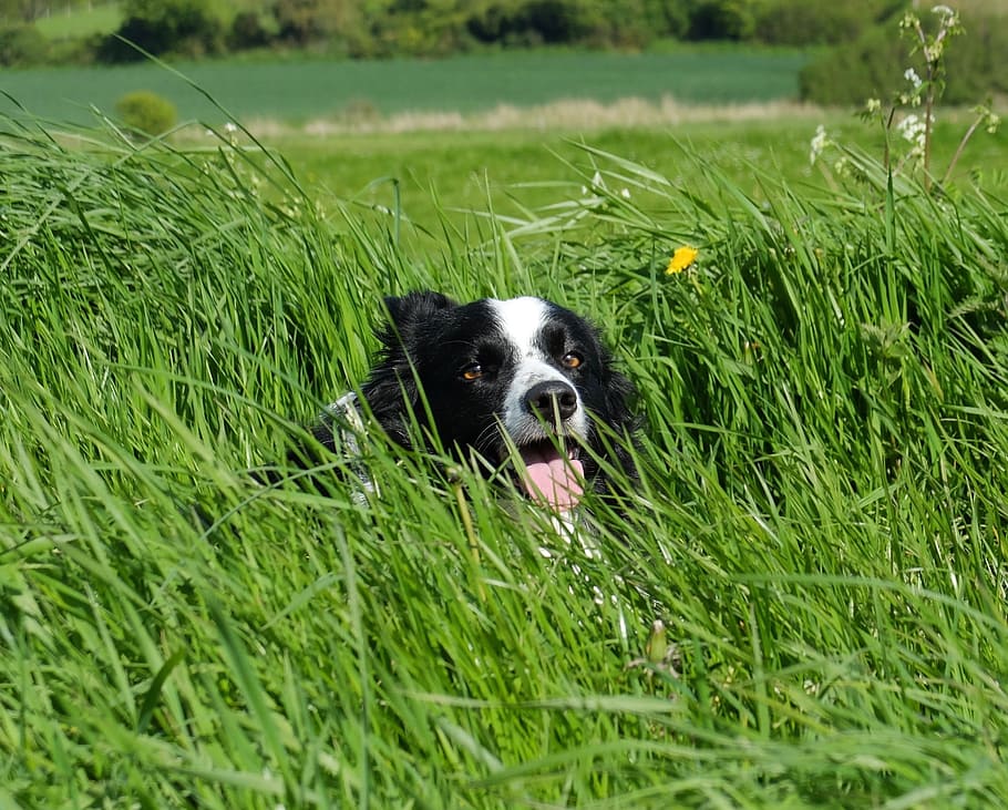 Collie, Grass, Camera, Border, collie in grass, facing, cute HD wallpaper