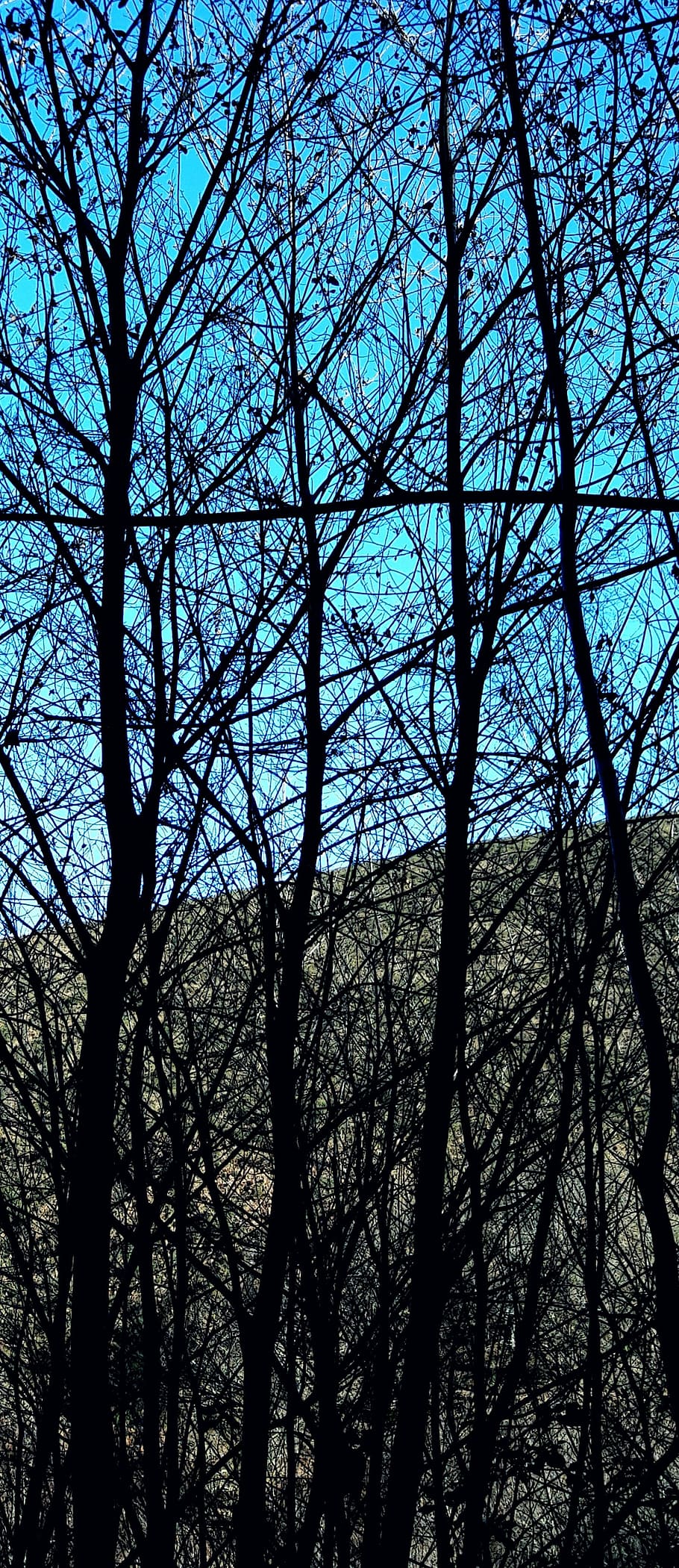 sky, trees, mountains, landscape, blue, natural, plant, bare tree HD wallpaper