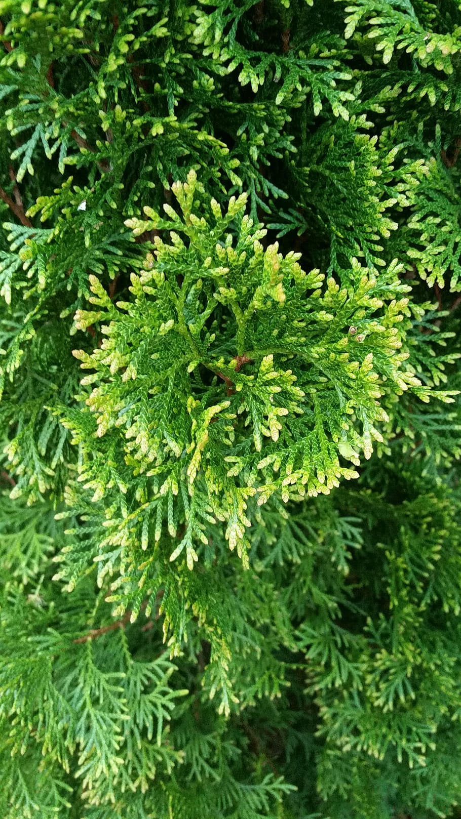 leaf, flora, tree, nature, branch, evergreen, shrub, closeup HD wallpaper