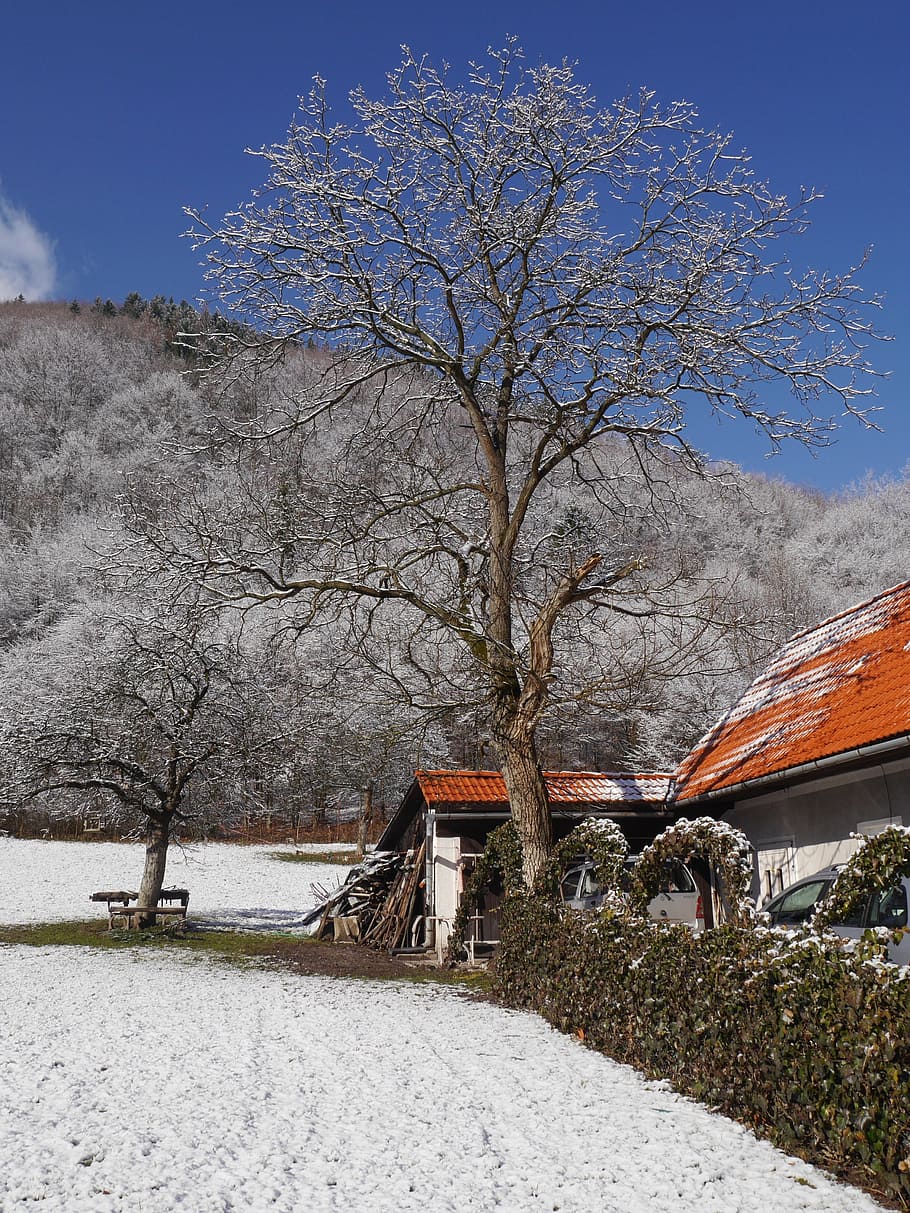 Trees, Snow, Winter, Garden, House, fence, walnut, apple tree HD wallpaper