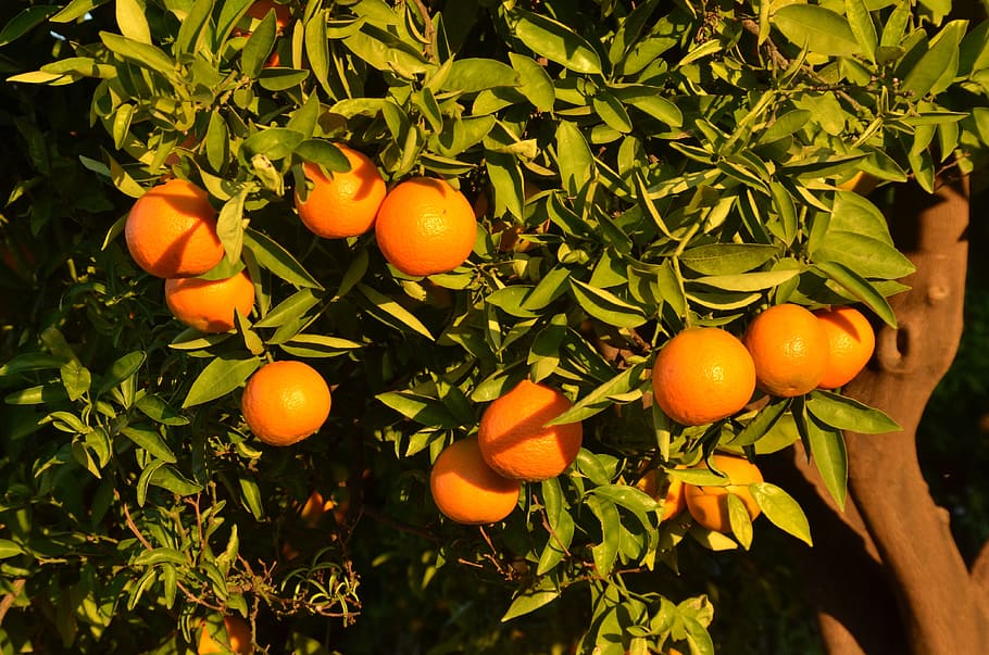 orange, fruit, tree, citrus, spain, food, food and drink, healthy eating HD wallpaper