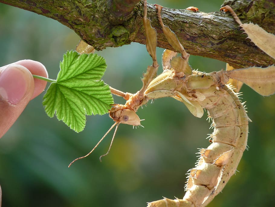 ghostly grasshopper, leaf, feed, insect, focus on foreground HD wallpaper