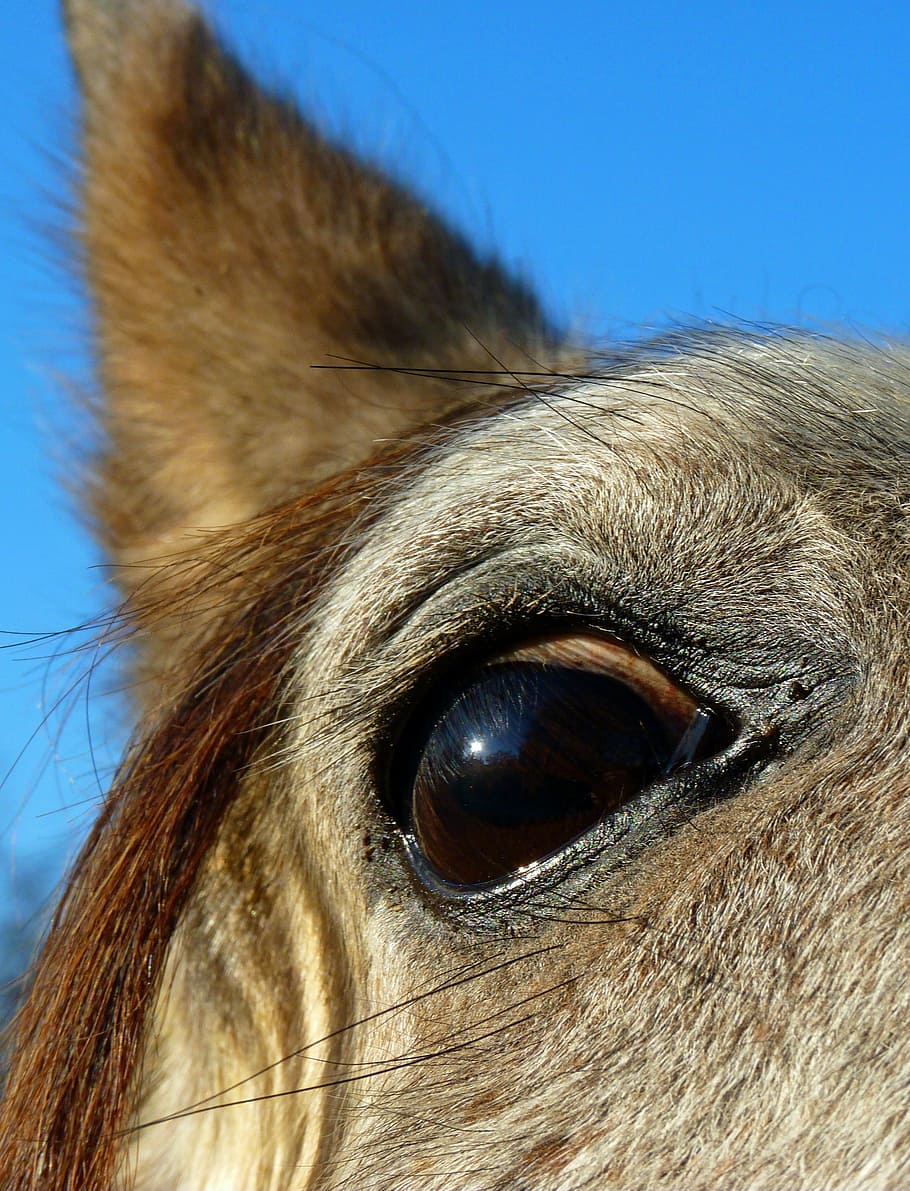 horse, pure arab blood, head, look, eye, one animal, animal body part, HD wallpaper