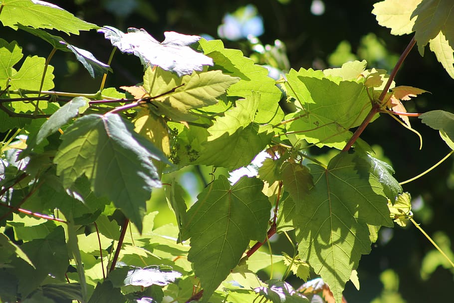 tree, green, leaf, nature, environment, forest, leaves, foliage HD wallpaper