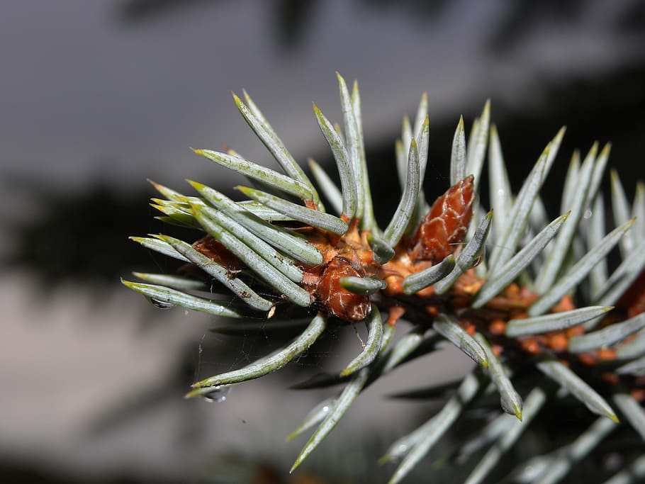 pine, macro, nature, tree, green, trees, cold, wood, winter HD wallpaper