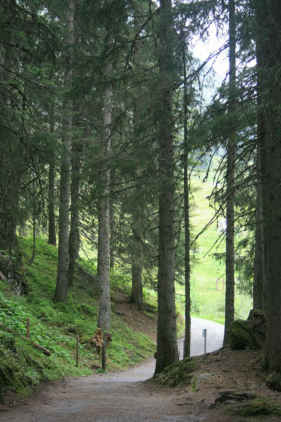 forest, path, green, nature, landscape, tree, sunlight, outdoor HD wallpaper