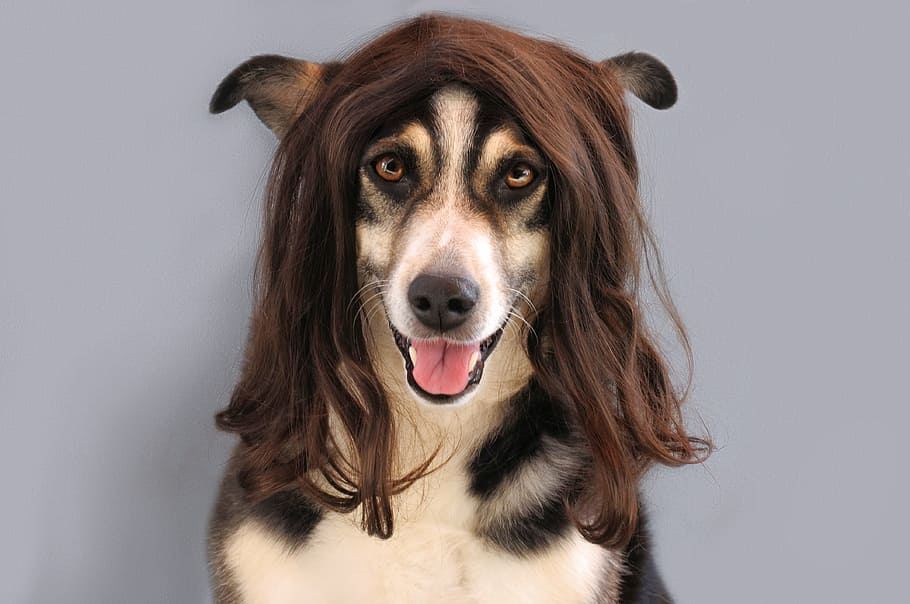 dog hair wig