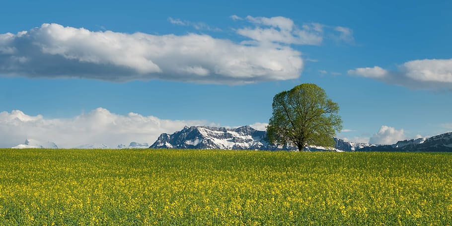 green grass field leading to snow-filled mountains, tree, oilseed rape