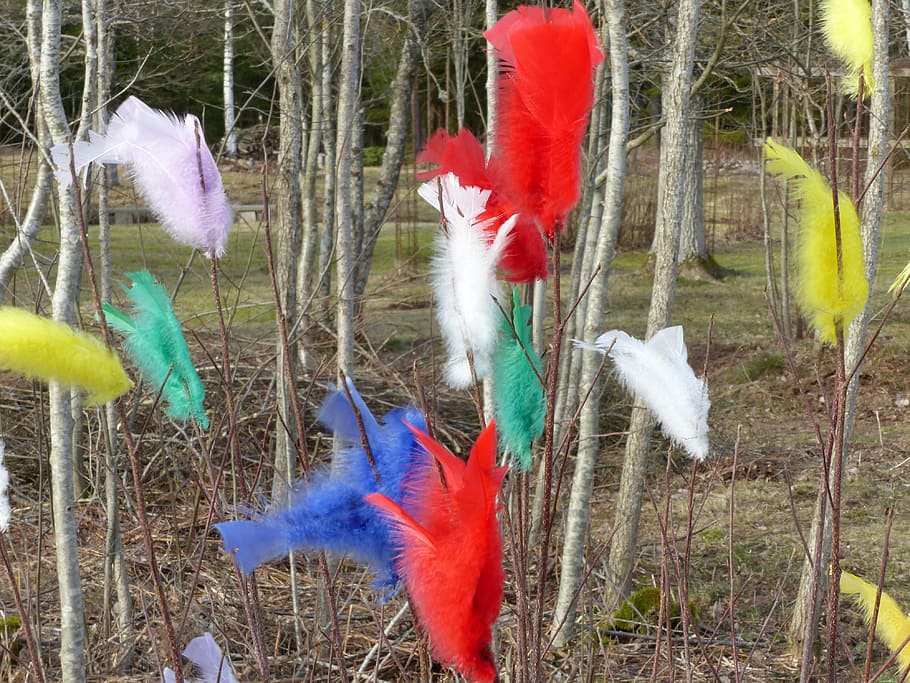 easter feathers, colors, outdoor, tribes, garden, vertebrate HD wallpaper