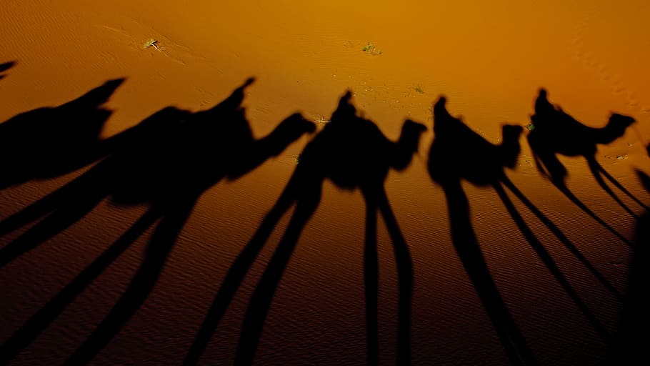 silhouette photography of camels, silhouette of camel, person HD wallpaper