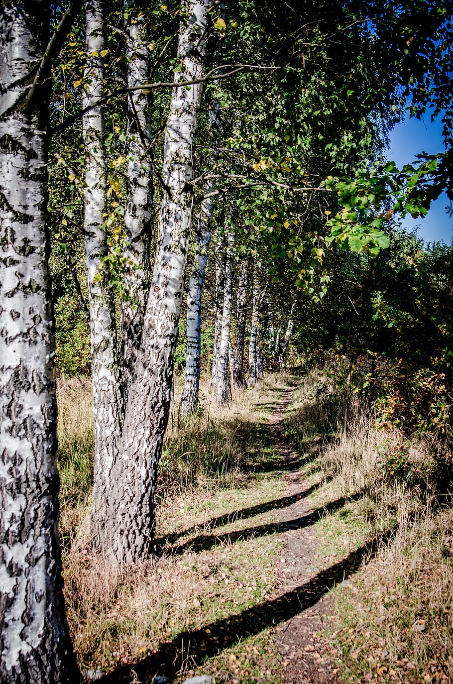tree, birch, the path, spacer, relaxation, forests, foliage HD wallpaper