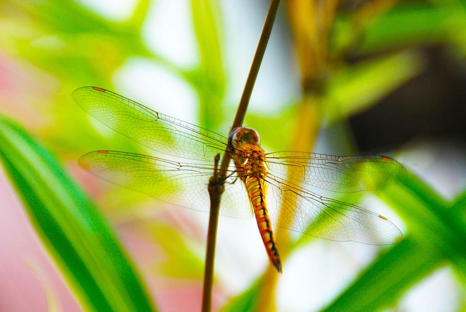 dragonfly, insect, bug, nature, animal, wing, wildlife, animal themes HD wallpaper