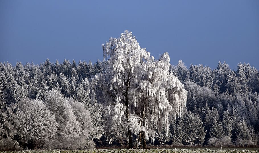 Trees, Snowy, Winter, Wintry, Cold, winter magic, nature, snowy trees HD wallpaper