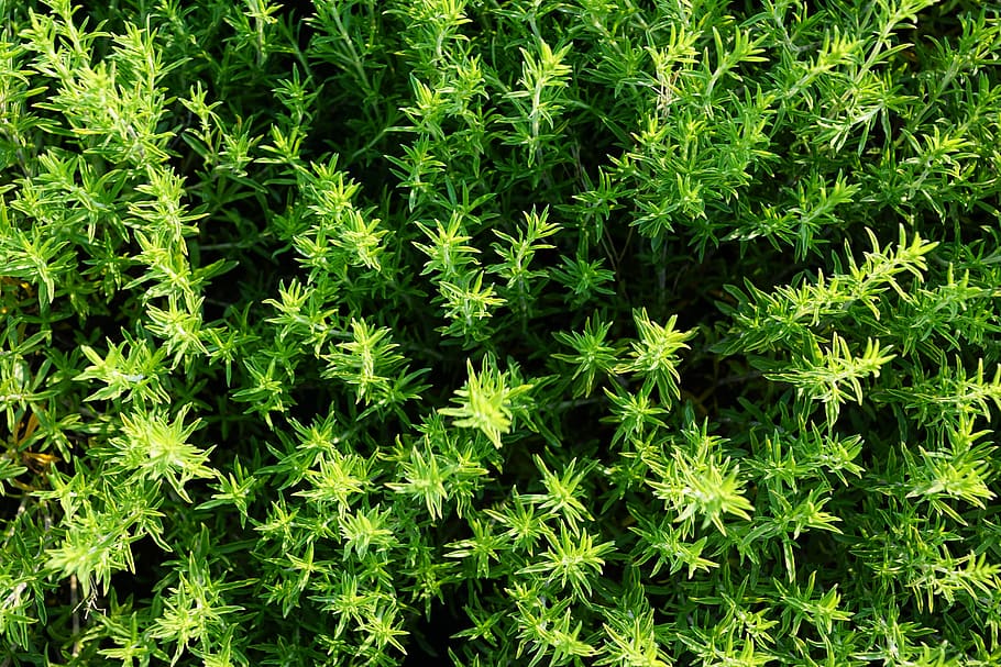 aerial photography of green plants, Thyme, Herb, Nature, Garden, HD wallpaper