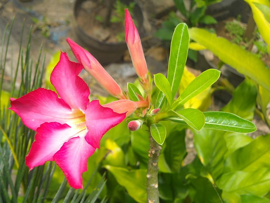 Flowers, Adenium, Frangipani, Cambodia, red, young, leaf, green, HD wallpaper