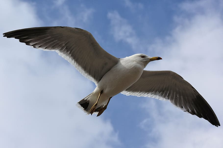 animal, sky, cloud, beach, promenade, sea gull, seagull, seabird HD wallpaper