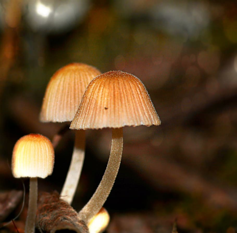 fungi, autumn, forest, mushroom, vegetable, fungus, close-up HD wallpaper