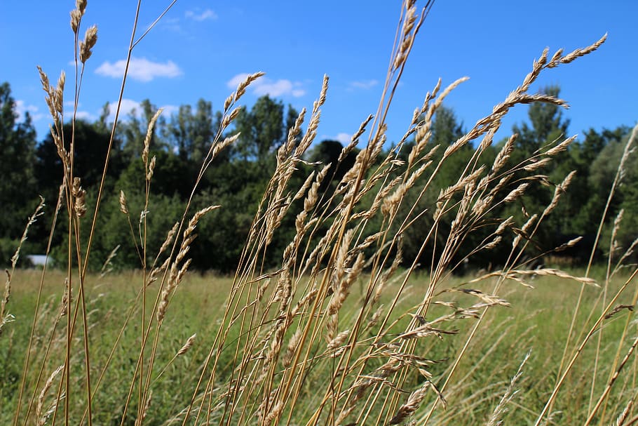 meadow, grass, summer, nature, green, plant, growth, field HD wallpaper