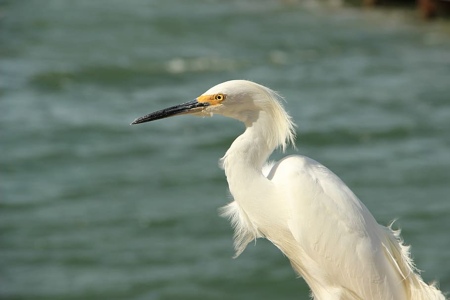 macro shot photography of white bird near body of water during daytime, shallow focus photo of white bird HD wallpaper