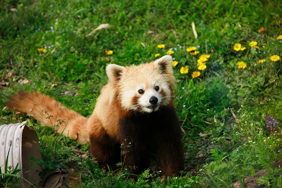 red panda on green grass, animal, moe, animal themes, one animal HD wallpaper
