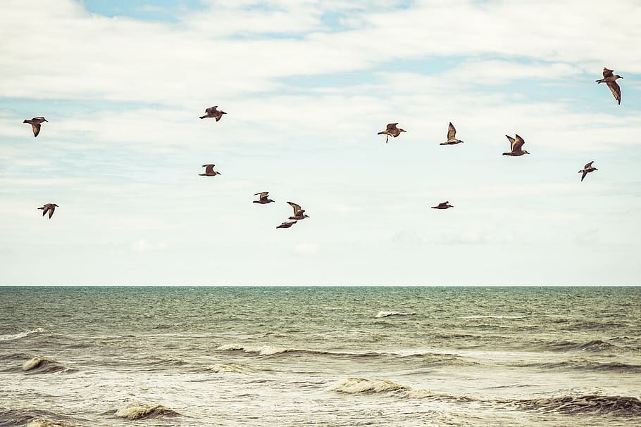 flying birds over body of water, top, ocean, nature, landscape, HD wallpaper