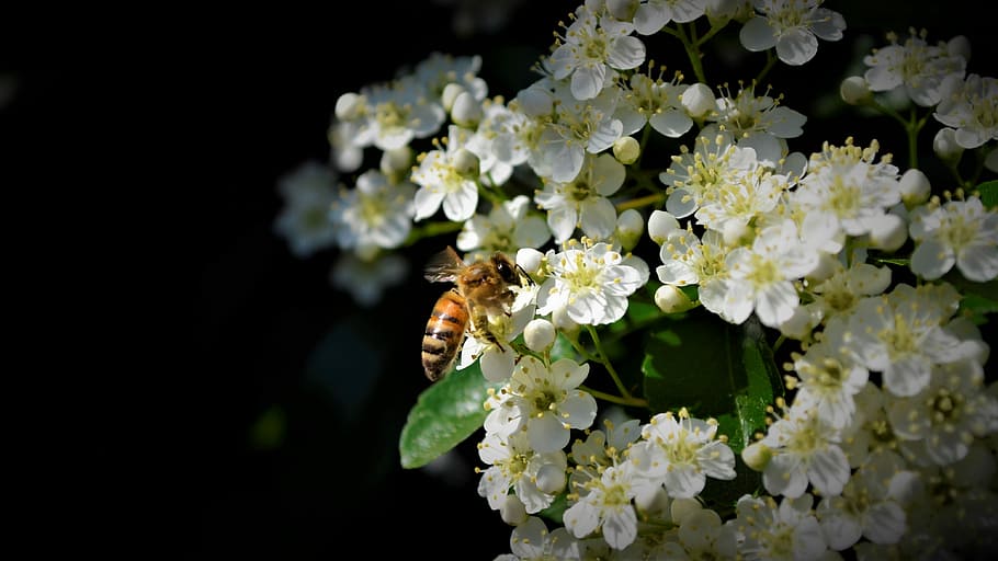 bees, nice, nature, flower, honey, close up, garden, pollinate HD wallpaper