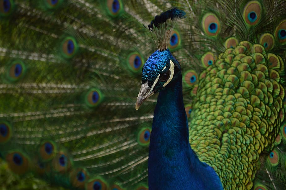 shallow focus photography of blue and green peacock, closeup photography of peacock HD wallpaper