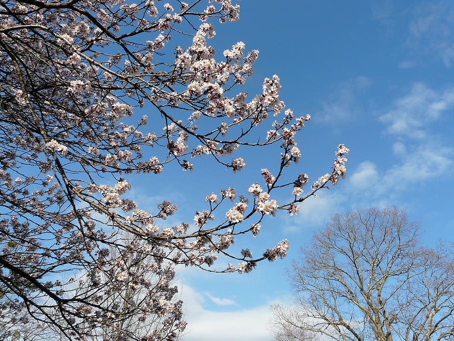 springtime, tree, blossoms, nature, pink, branch, bloom, cherry HD wallpaper
