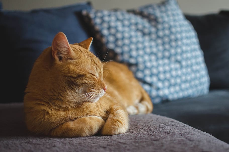 shadow depth of field photography of orange tabby cat reclining sofa, HD wallpaper