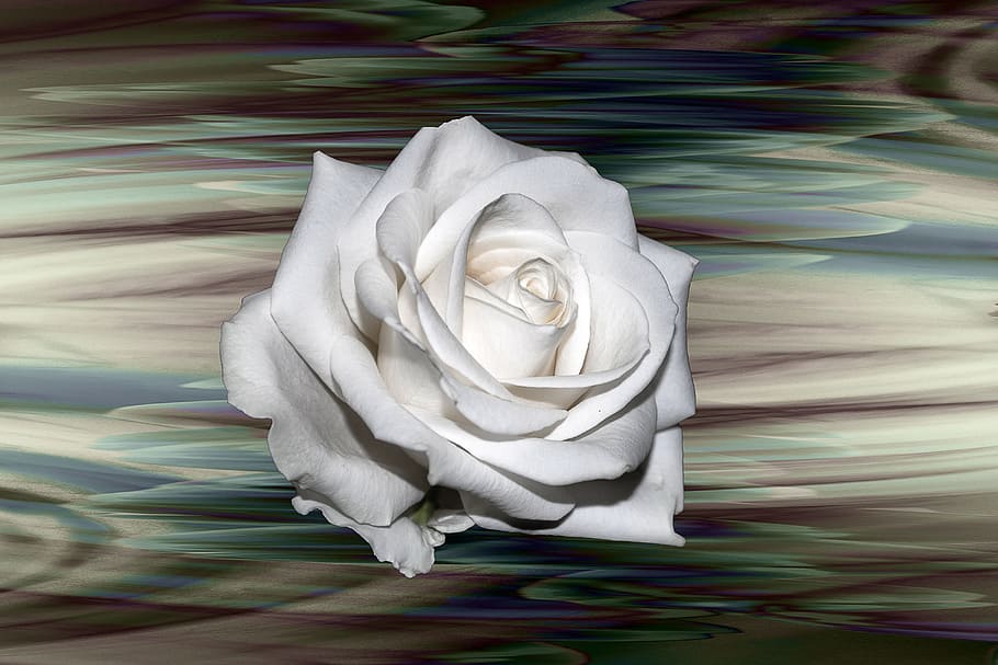 white rose flower, background, flowers, creative, white color HD wallpaper