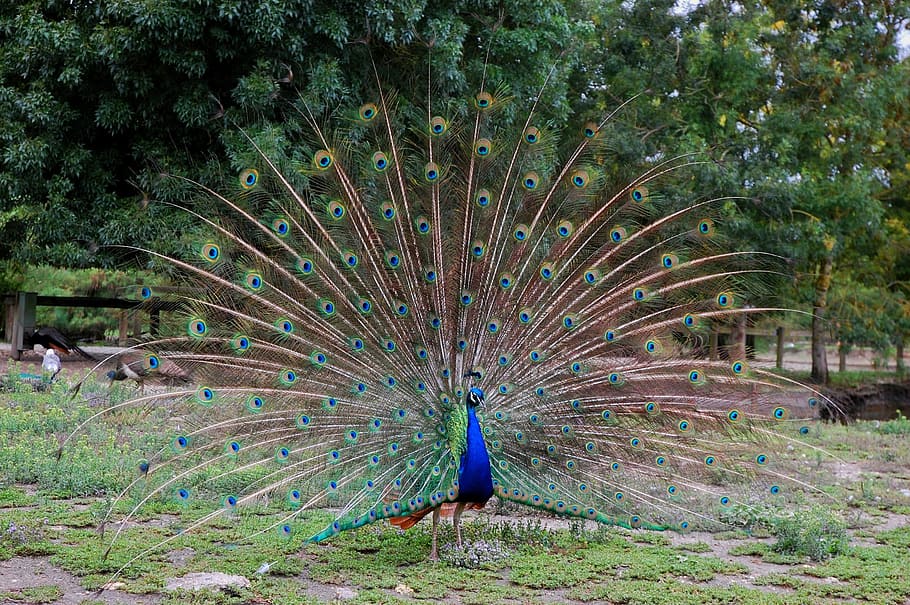 peacock, wheel, bird, animals, feathers, nature, animal themes HD wallpaper