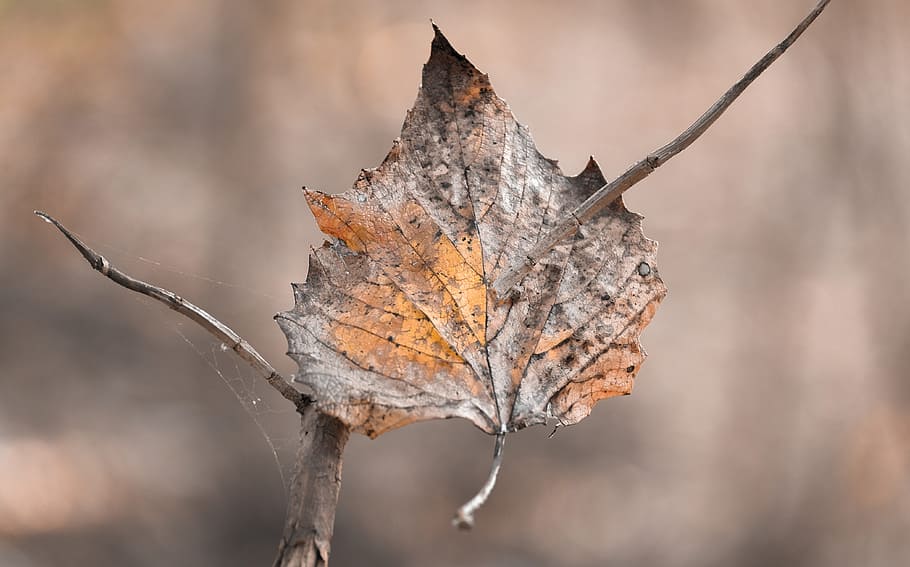 leaf, autumn, nature, fall, season, leaves, natural, park, flora HD wallpaper