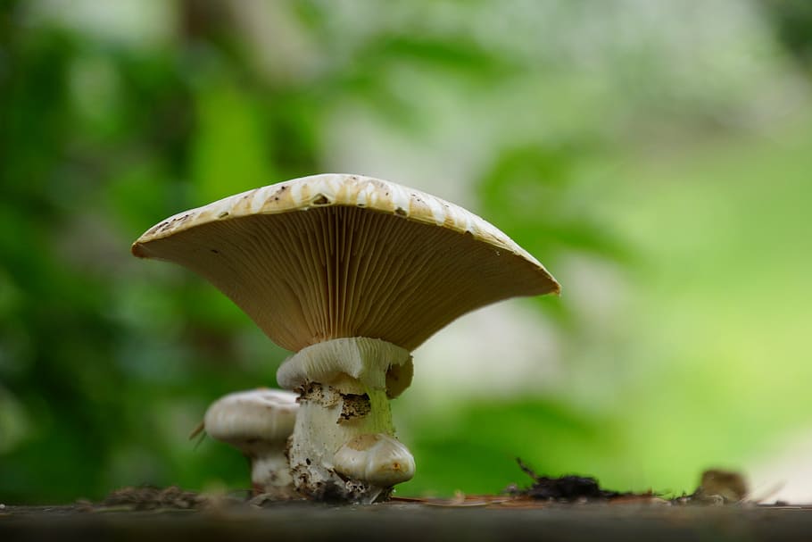 fungus, forest, stump, tree, mushrooms, nature, underwood, tree fungus HD wallpaper