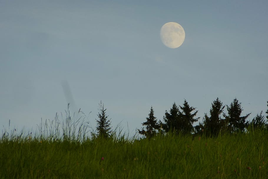 full moon, dusk, meadow, sky, plant, beauty in nature, tranquil scene HD wallpaper