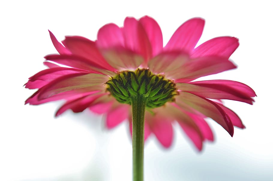 flower, pink, nature, spring, plant, green, leaf, red, bloom HD wallpaper