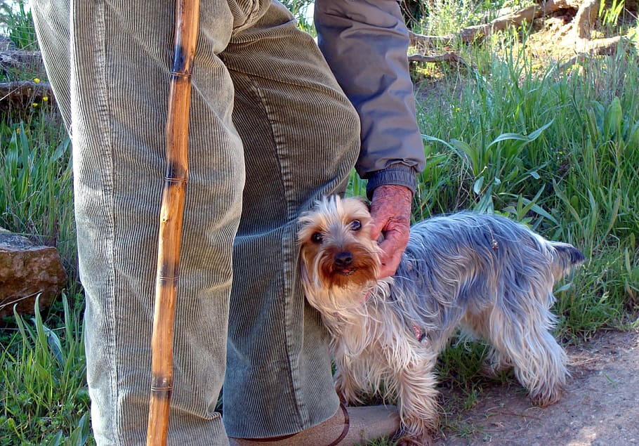 Man, Elder, Dog, Love, Person, People, grandfather, outdoors HD wallpaper