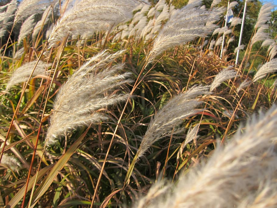 nature, grass, flora, field, outdoors, season, straw, beautiful HD wallpaper