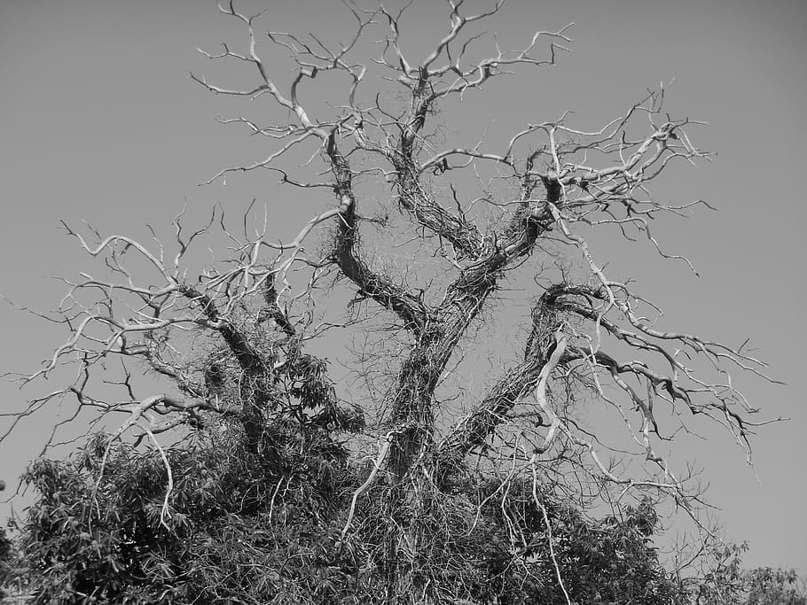 tree, branches, craggy, spooky, dead, crooked, bare, twisted HD wallpaper